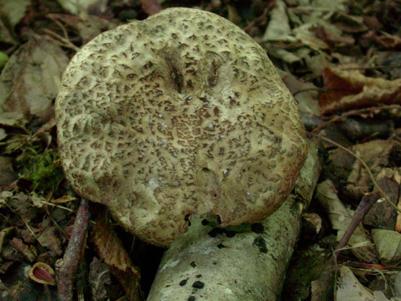 416 Agosto vecchio  ritrovamento